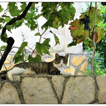 Apartman Boric *
