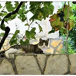 Apartman Boric *